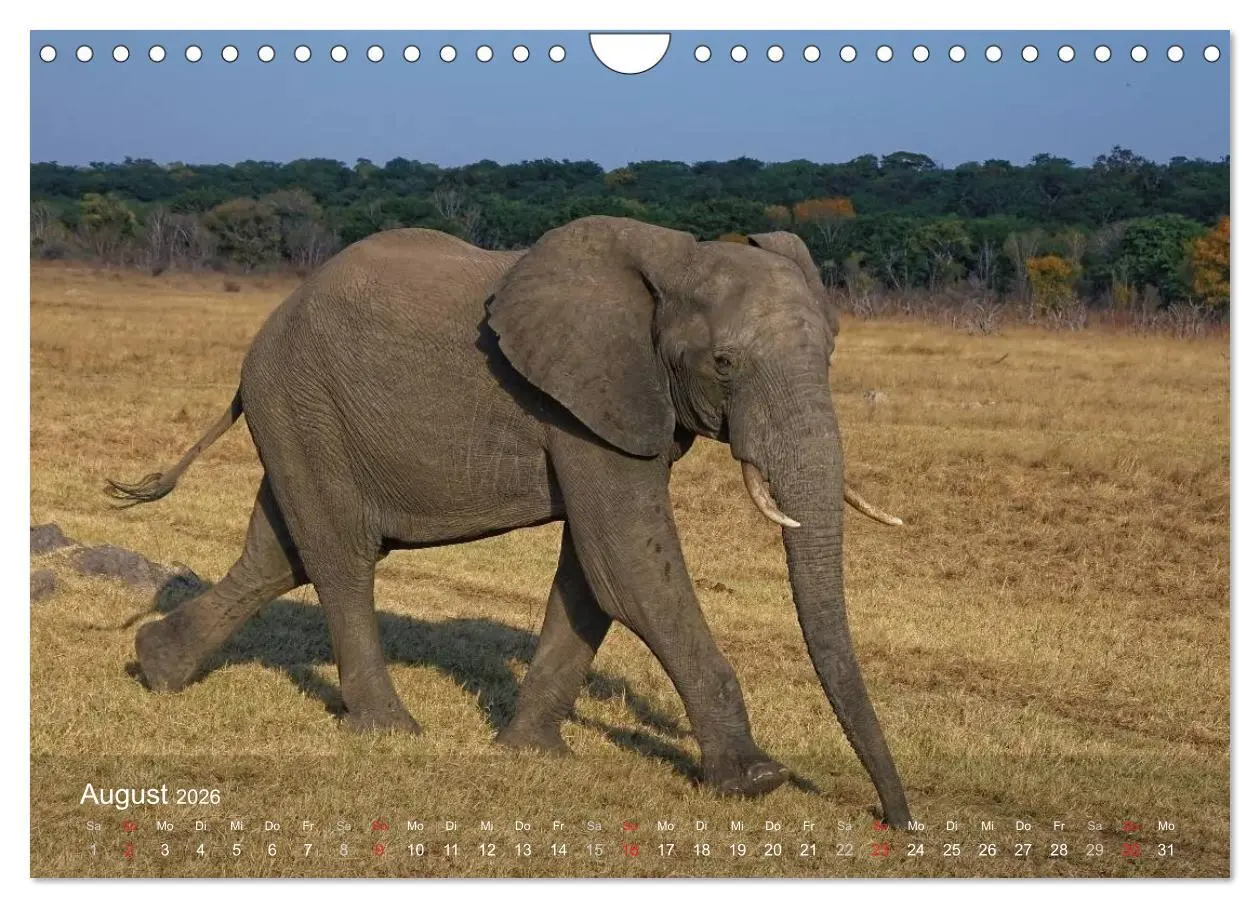 Bild: 9783516168945 | Zimbabwe (Wandkalender 2026 DIN A4 quer), CALVENDO Monatskalender