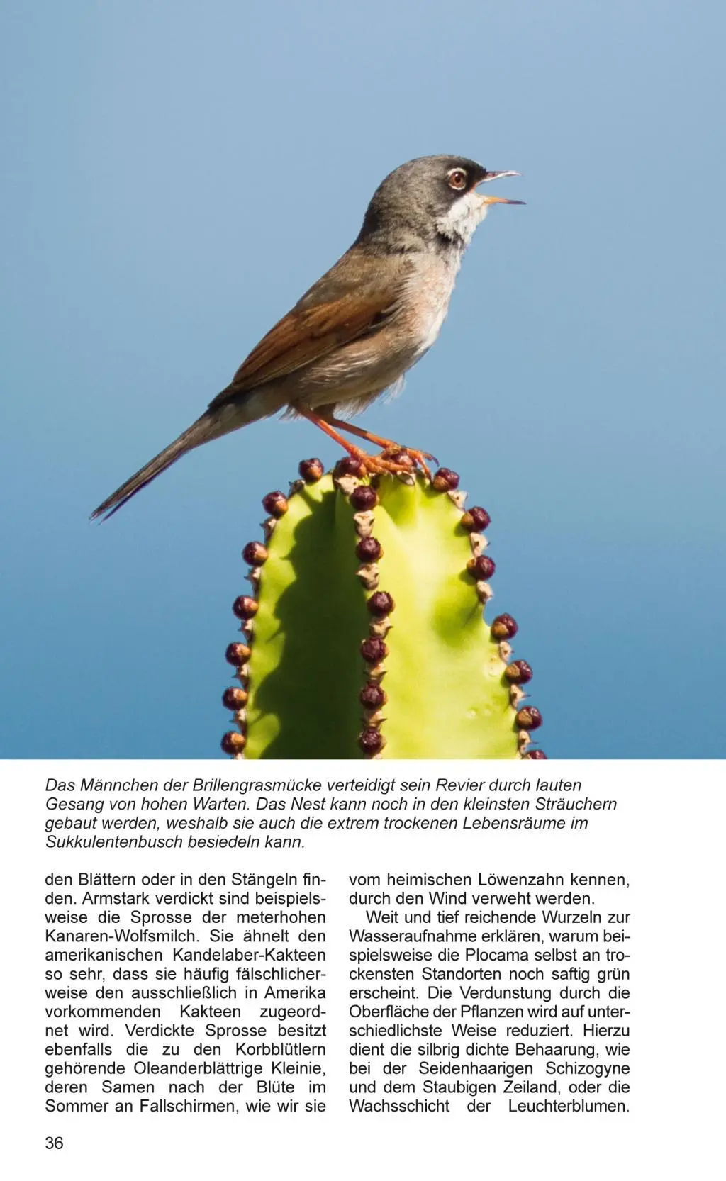 Bild: 9783942999045 | Teneriffa - Blaue Finken - Blütenpracht | Horst Wilkens (u. a.) | Buch