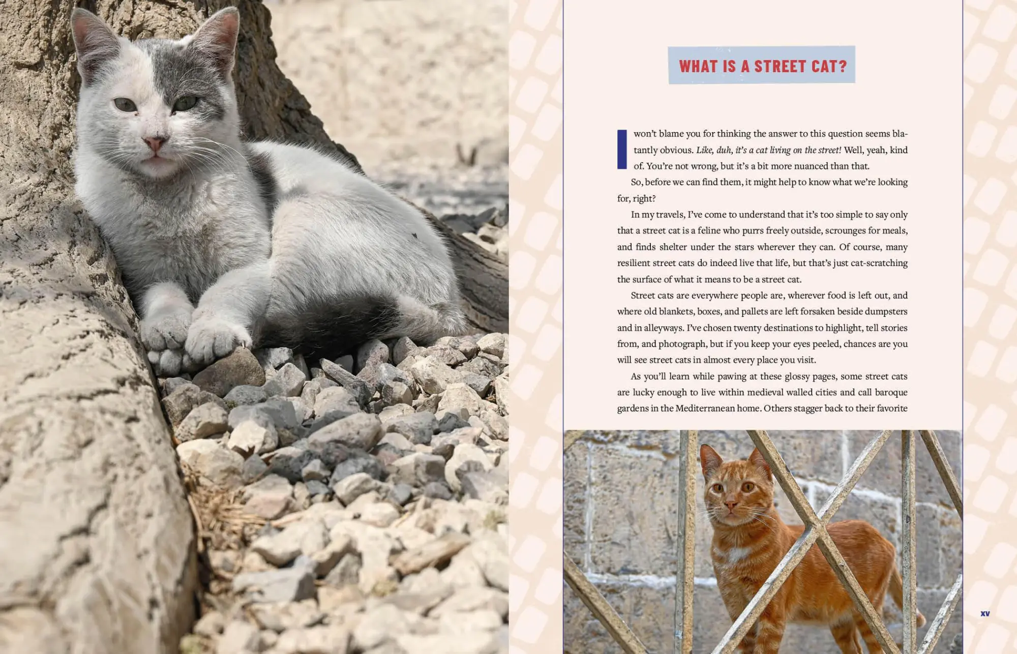 Bild: 9780762489145 | Street Cats &amp; Where to Find Them | Jeff Bogle | Buch | Gebunden | 2025