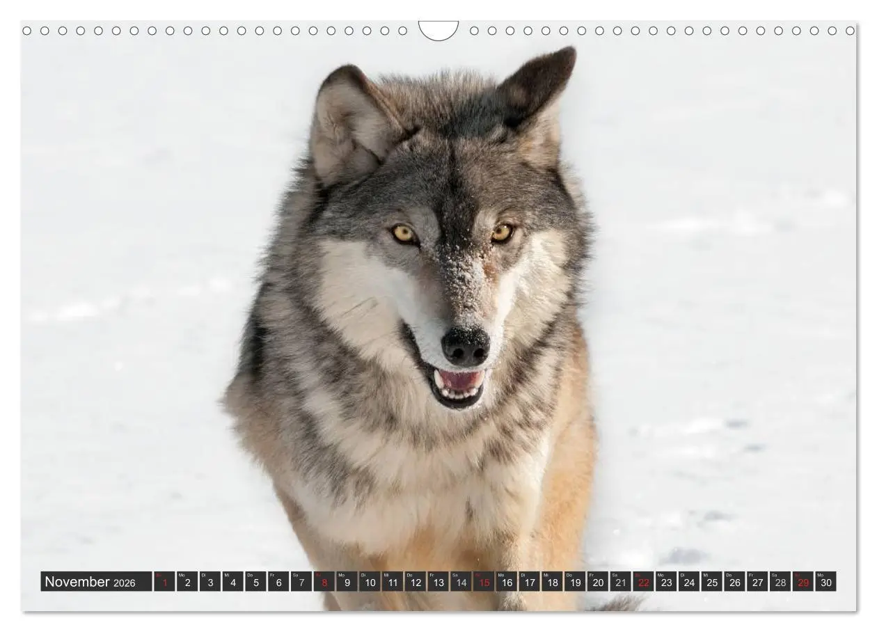 Bild: 9783516049145 | Wölfe. Graue Eminenzen (Wandkalender 2026 DIN A3 quer), CALVENDO...