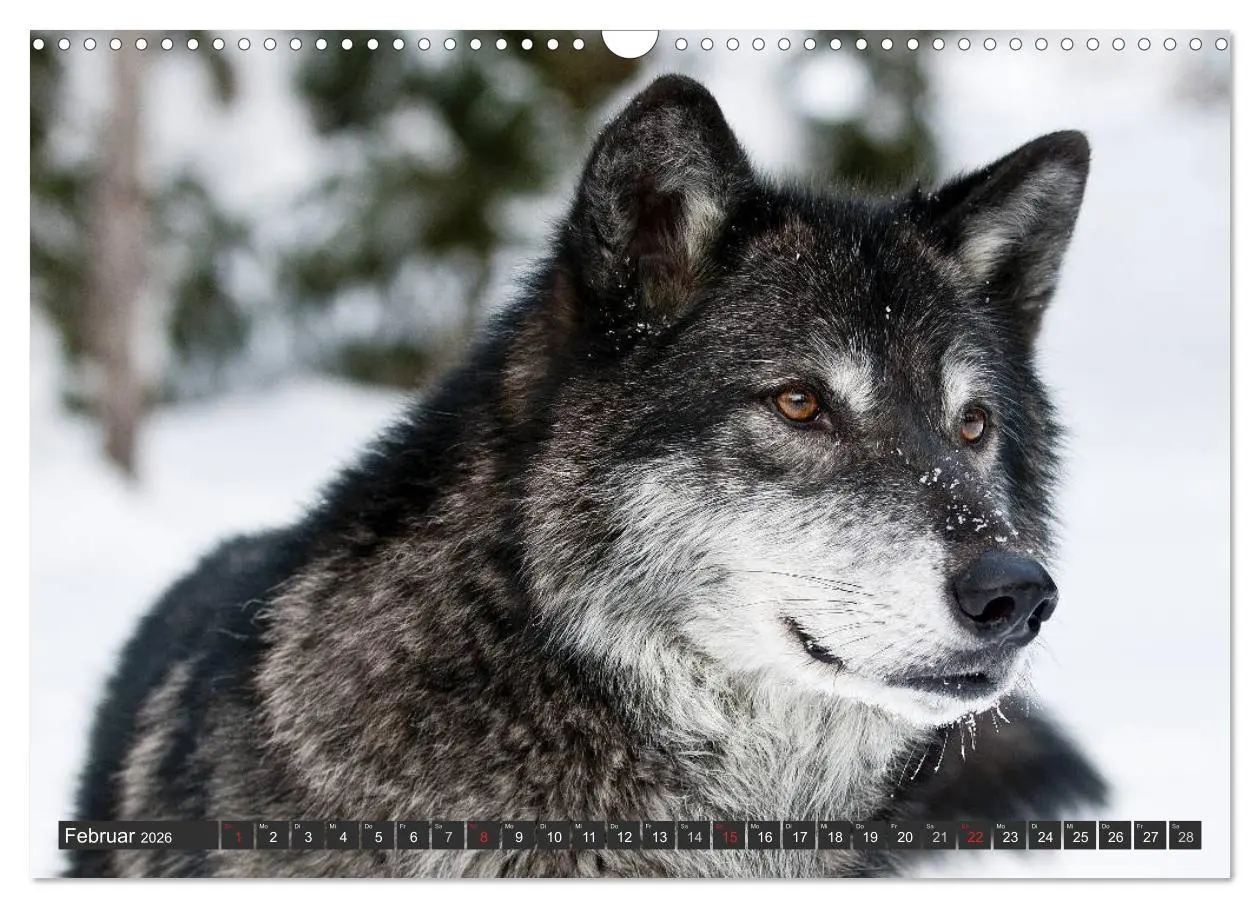 Bild: 9783516049145 | Wölfe. Graue Eminenzen (Wandkalender 2026 DIN A3 quer), CALVENDO...