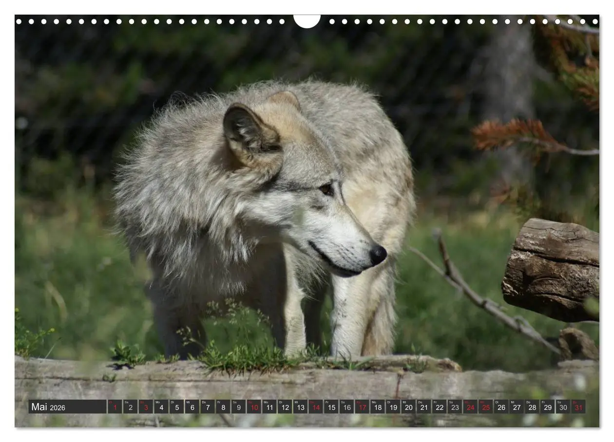 Bild: 9783516049145 | Wölfe. Graue Eminenzen (Wandkalender 2026 DIN A3 quer), CALVENDO...