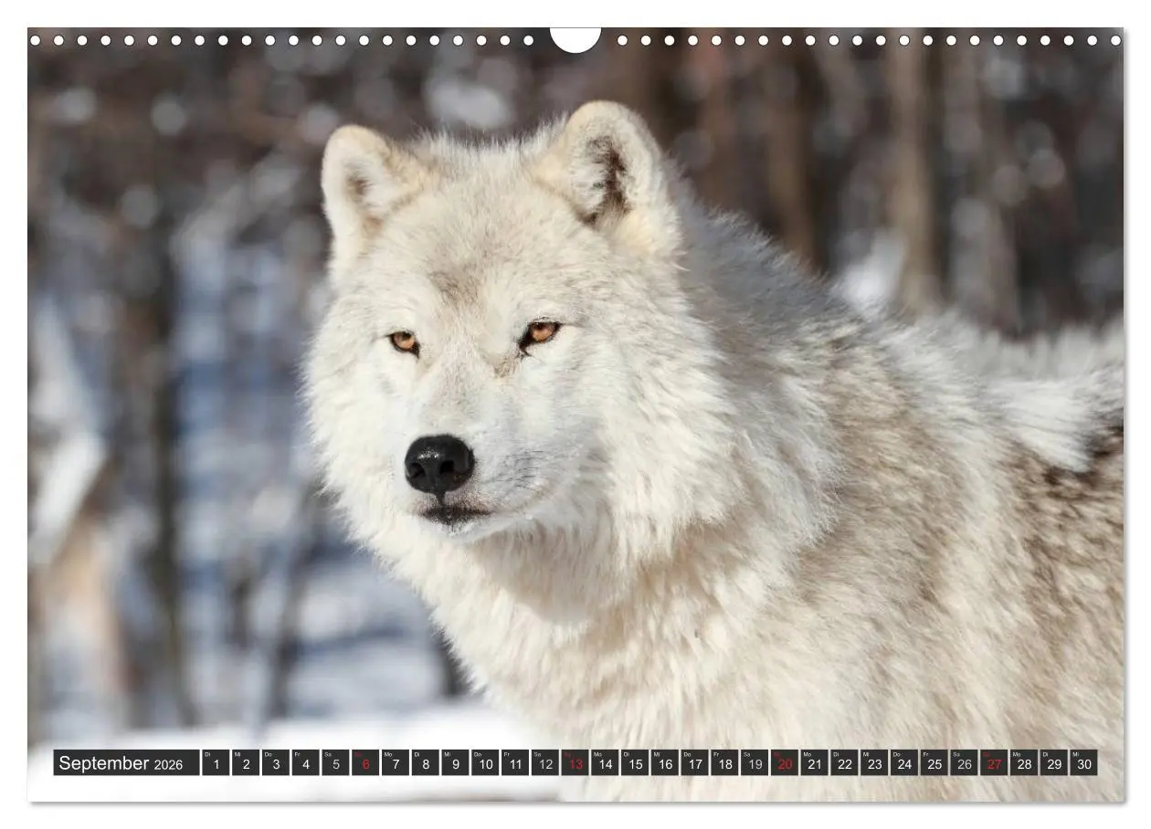 Bild: 9783516049145 | Wölfe. Graue Eminenzen (Wandkalender 2026 DIN A3 quer), CALVENDO...