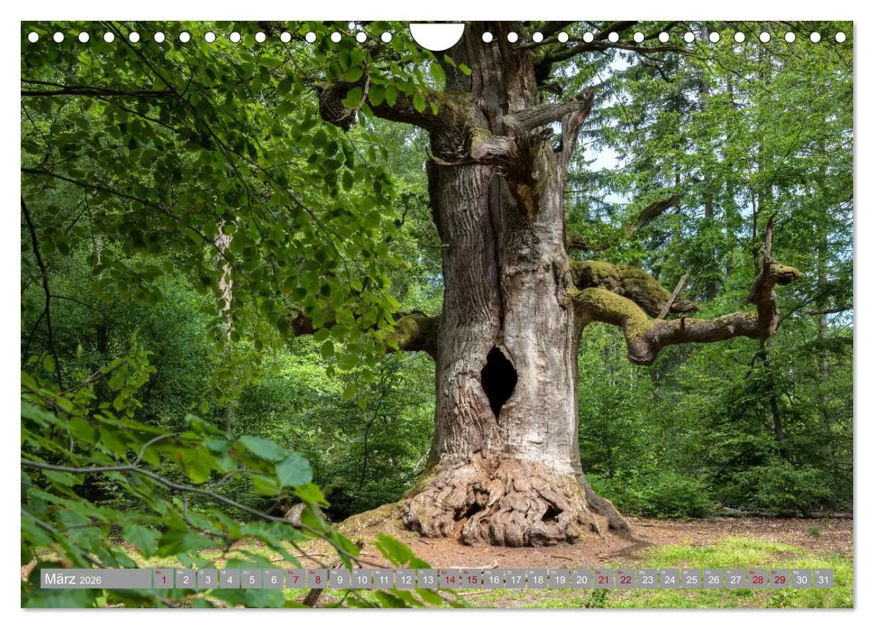 Bild: 9783457639245 | WESERBERGLAND - Land der stillen Schönheit (Wandkalender 2026 DIN...