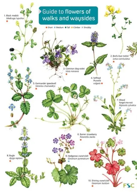 Cover: 9781908819345 | Guide to flowers of walks and waysides | Rebecca Farley-Brown | Buch