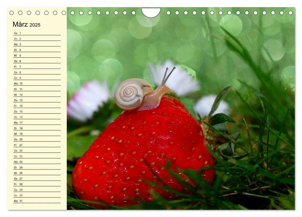 Bild: 9783435529445 | Schnecken. Witzige Schleimer (Wandkalender 2025 DIN A4 quer),...