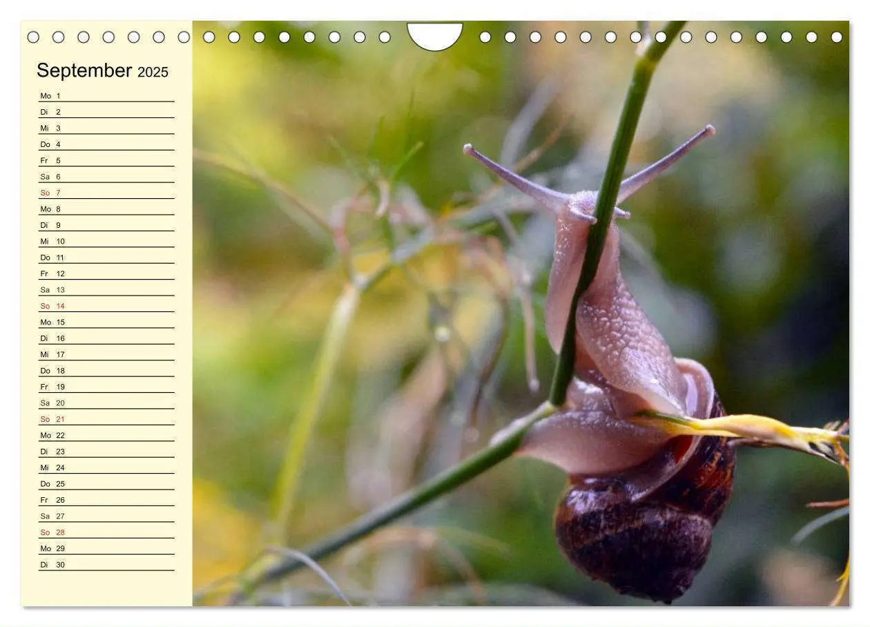 Bild: 9783435529445 | Schnecken. Witzige Schleimer (Wandkalender 2025 DIN A4 quer),...