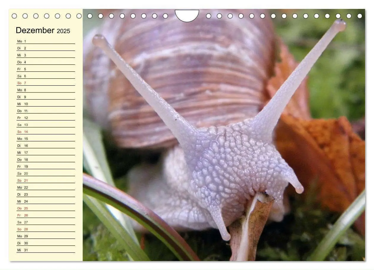 Bild: 9783435529445 | Schnecken. Witzige Schleimer (Wandkalender 2025 DIN A4 quer),...