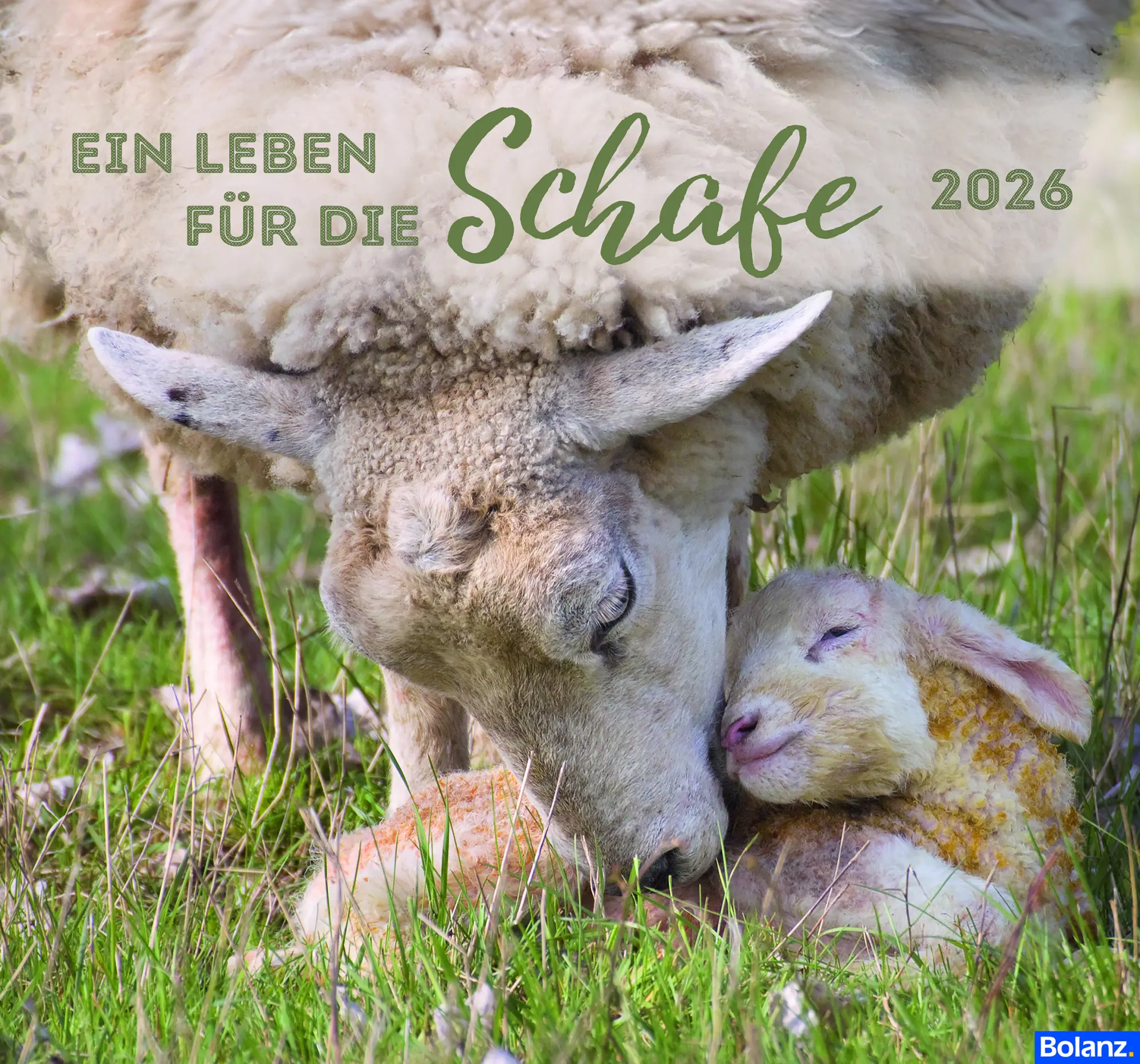 Cover: 9783866039445 | Ein Leben für die Schafe 2026 | Karl-Heinz Nill | Kalender | 13 S.
