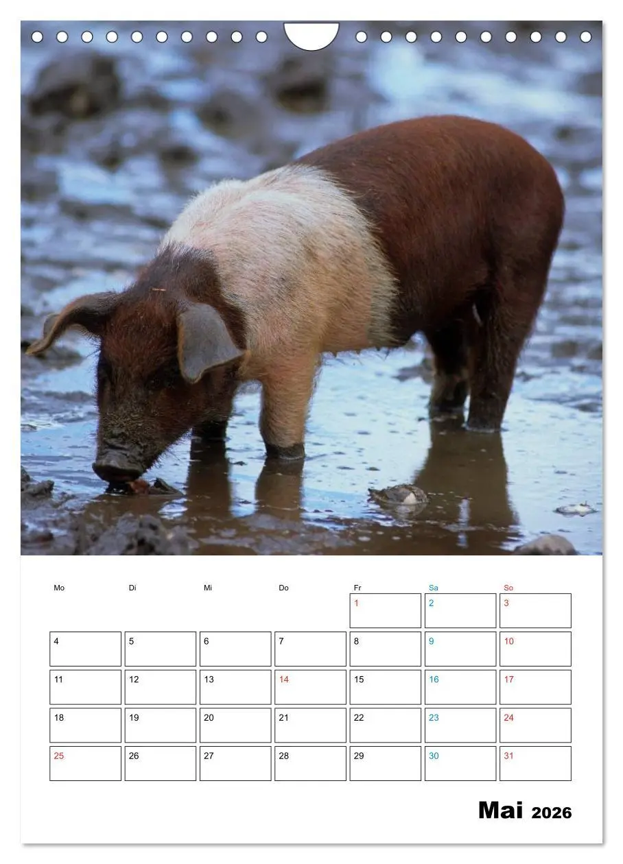 Bild: 9783516479645 | Schweine 2026 (Wandkalender 2026 DIN A4 hoch), CALVENDO Monatskalender
