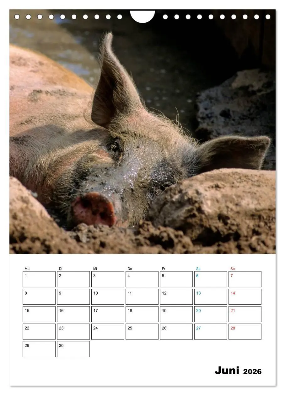 Bild: 9783516479645 | Schweine 2026 (Wandkalender 2026 DIN A4 hoch), CALVENDO Monatskalender