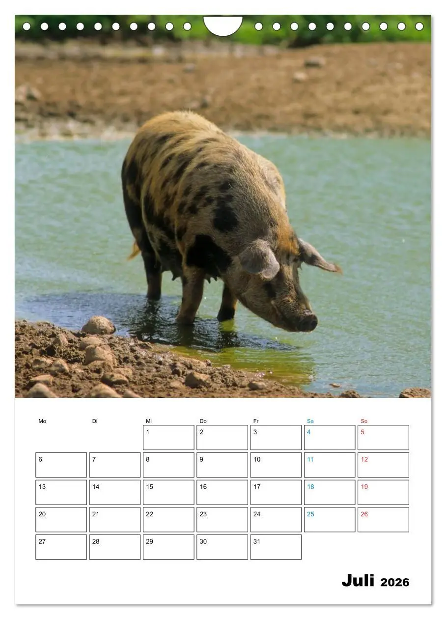 Bild: 9783516479645 | Schweine 2026 (Wandkalender 2026 DIN A4 hoch), CALVENDO Monatskalender