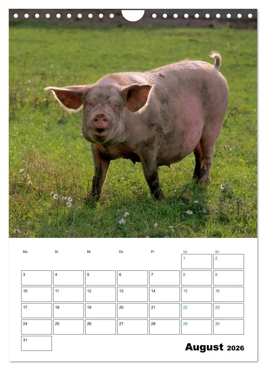 Bild: 9783516479645 | Schweine 2026 (Wandkalender 2026 DIN A4 hoch), CALVENDO Monatskalender