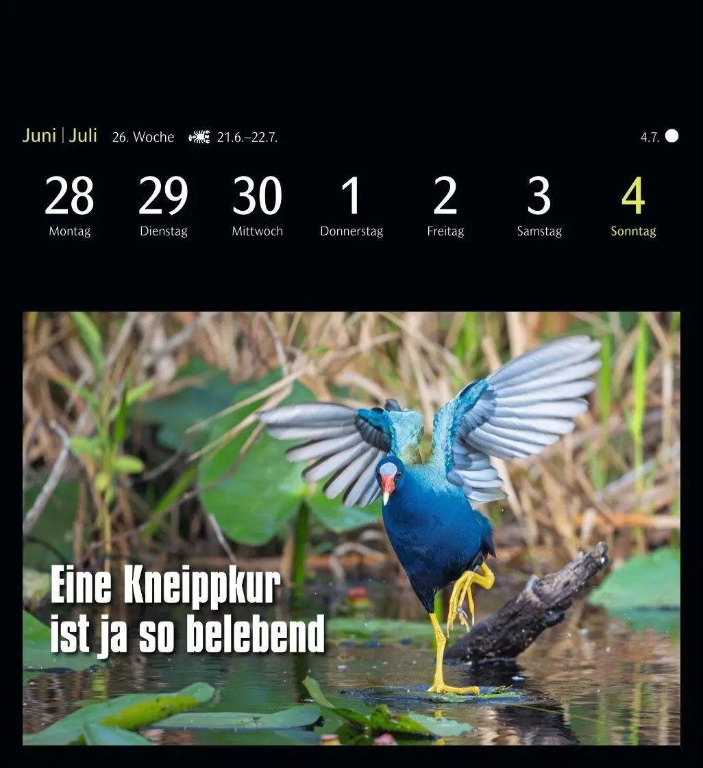 Bild: 9783840039645 | Animal Memes Postkartenkalender 2027 - 53 tierisch witzige Postkarten