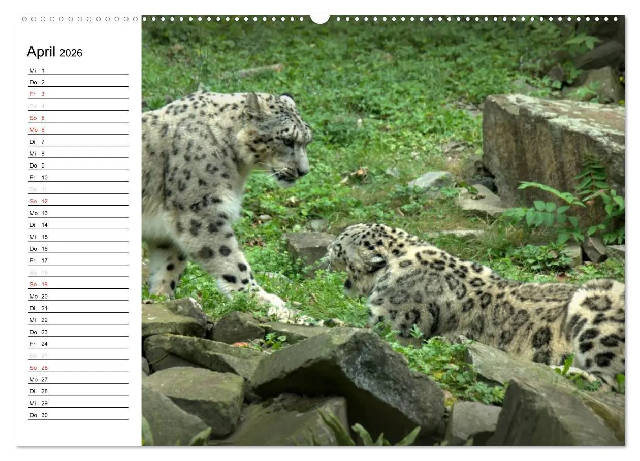 Bild: 9783457999745 | Der Schneeleopard (Wandkalender 2026 DIN A2 quer), CALVENDO...