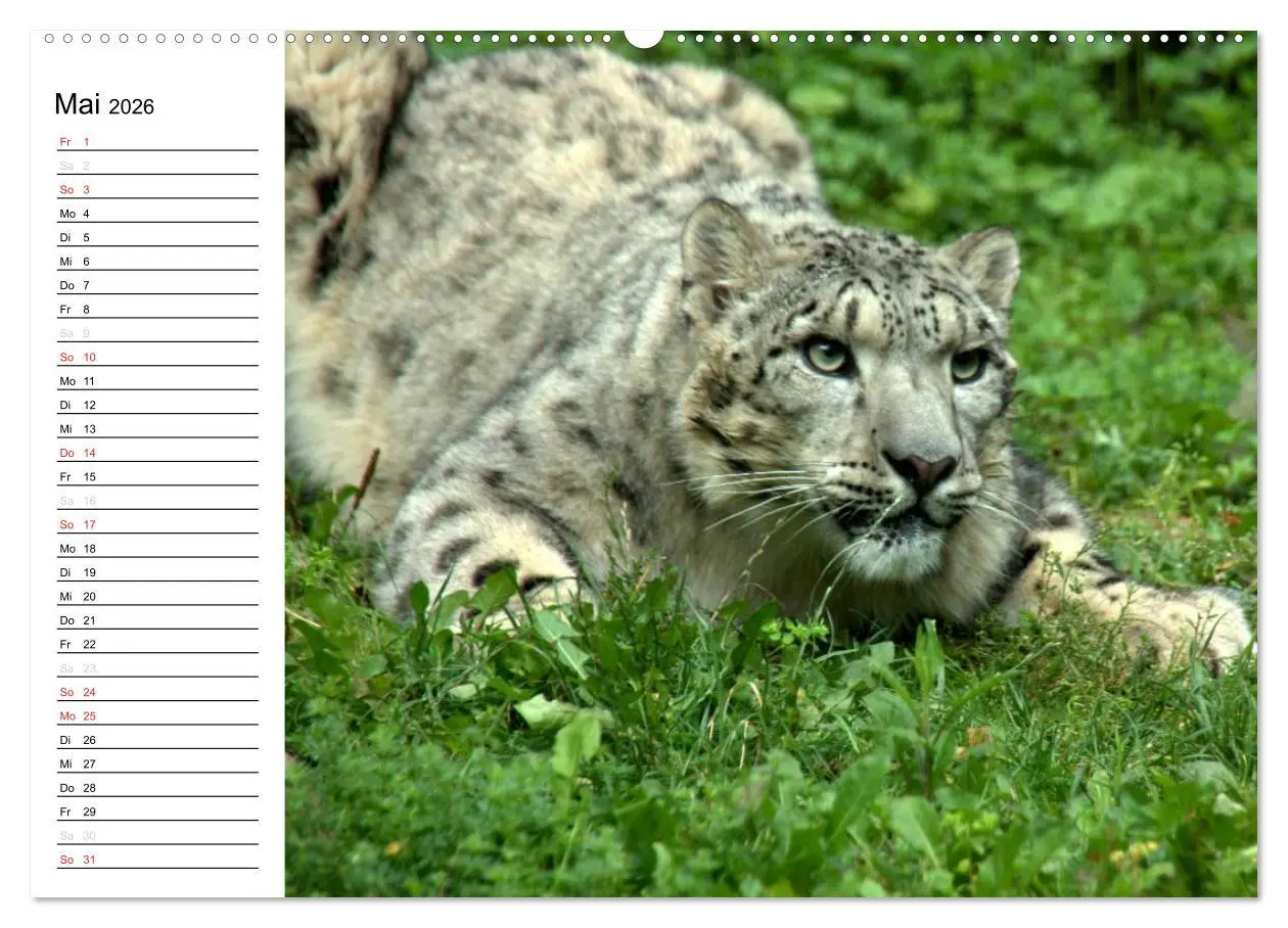 Bild: 9783457999745 | Der Schneeleopard (Wandkalender 2026 DIN A2 quer), CALVENDO...