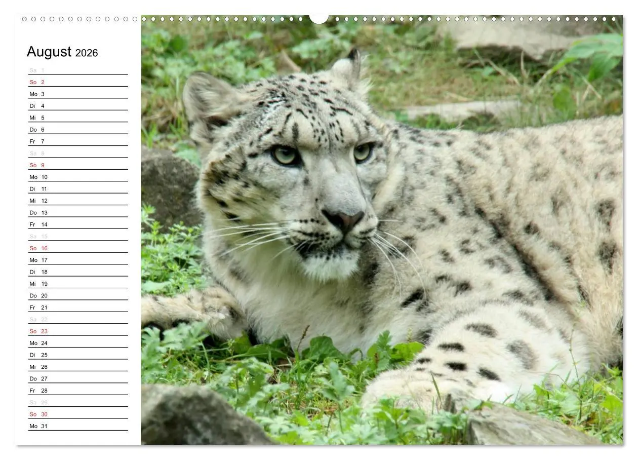 Bild: 9783457999745 | Der Schneeleopard (Wandkalender 2026 DIN A2 quer), CALVENDO...