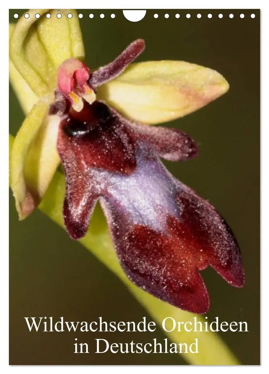 Cover: 9783516469745 | Wildwachsende Orchideen in Deutschland (Wandkalender 2026 DIN A4...