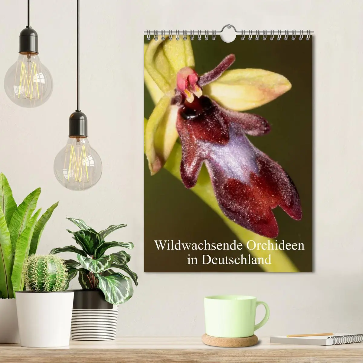 Bild: 9783516469745 | Wildwachsende Orchideen in Deutschland (Wandkalender 2026 DIN A4...