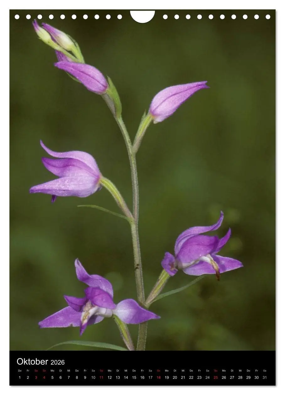 Bild: 9783516469745 | Wildwachsende Orchideen in Deutschland (Wandkalender 2026 DIN A4...