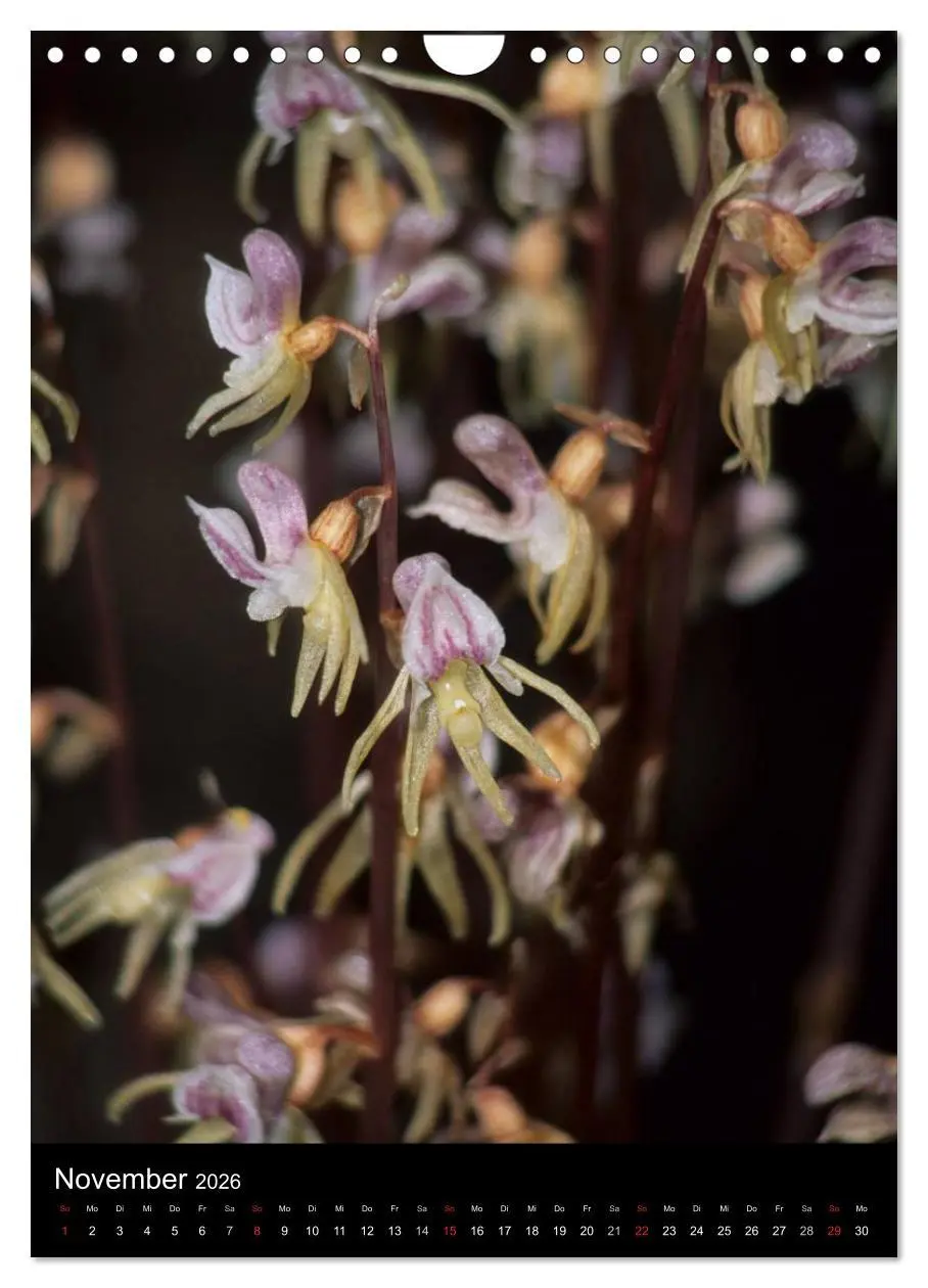 Bild: 9783516469745 | Wildwachsende Orchideen in Deutschland (Wandkalender 2026 DIN A4...