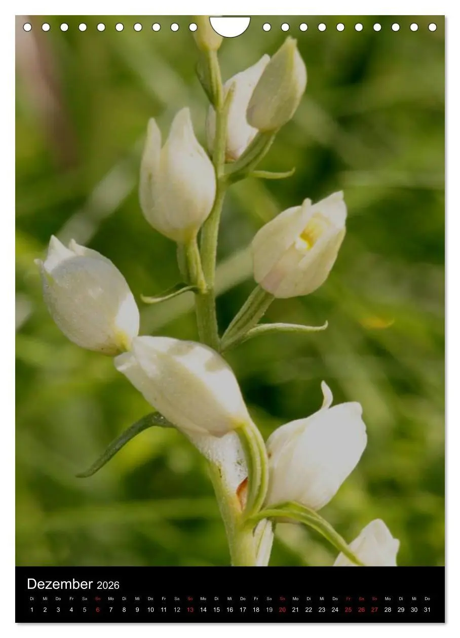 Bild: 9783516469745 | Wildwachsende Orchideen in Deutschland (Wandkalender 2026 DIN A4...