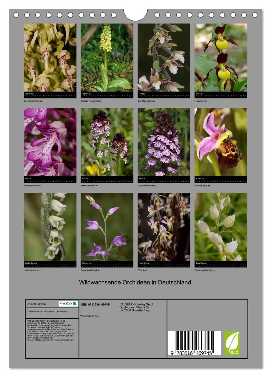 Bild: 9783516469745 | Wildwachsende Orchideen in Deutschland (Wandkalender 2026 DIN A4...