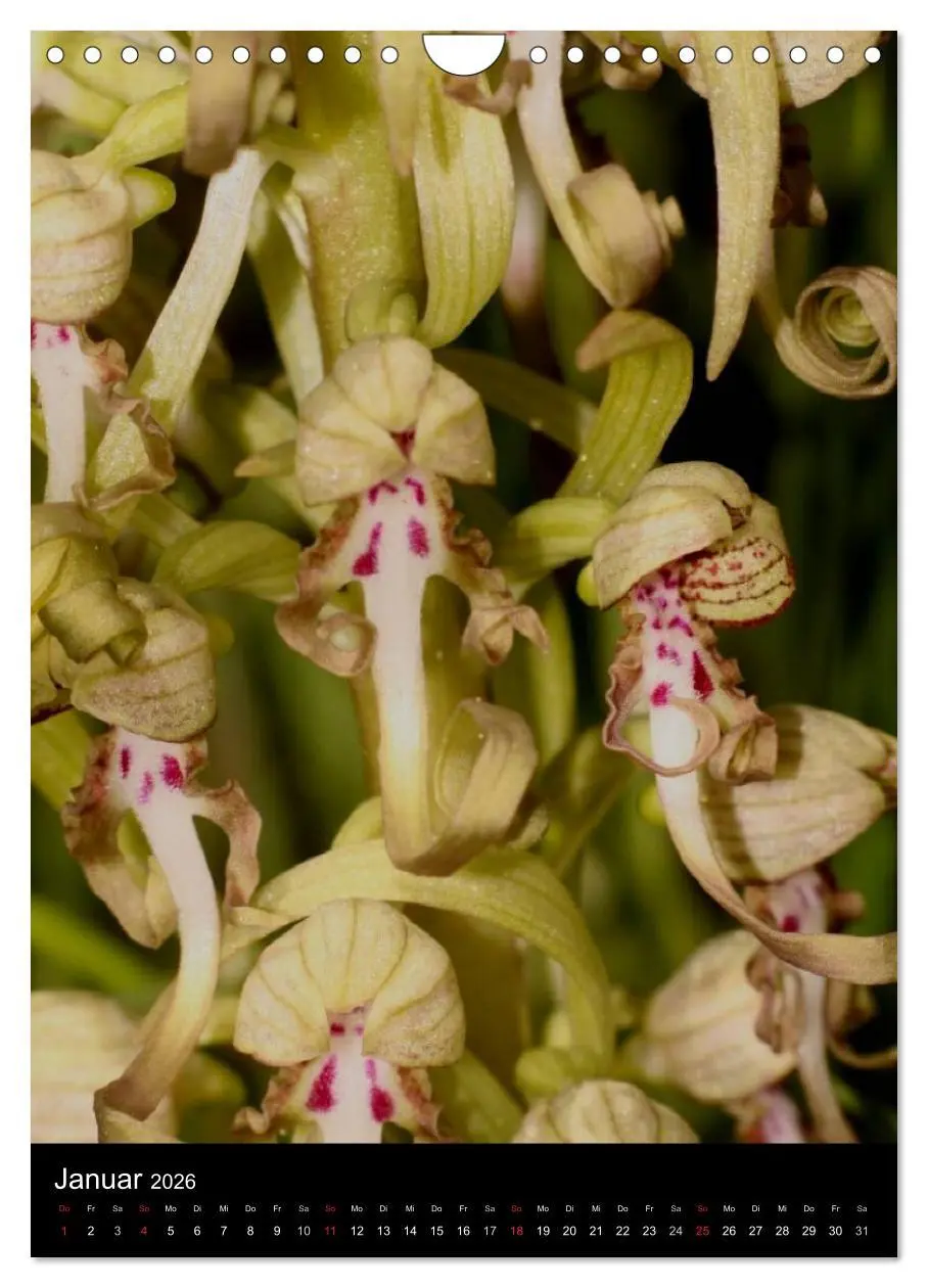 Bild: 9783516469745 | Wildwachsende Orchideen in Deutschland (Wandkalender 2026 DIN A4...