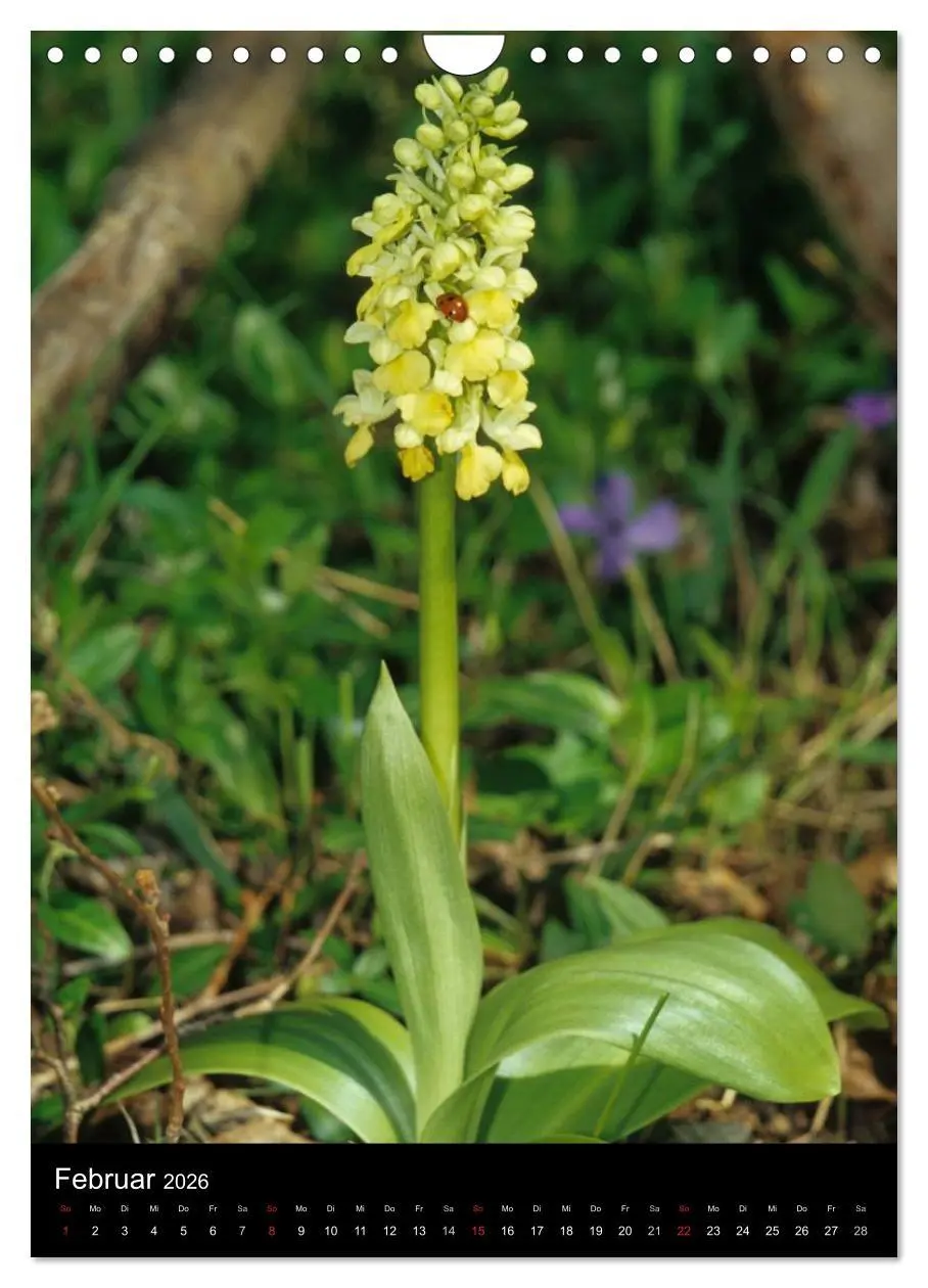 Bild: 9783516469745 | Wildwachsende Orchideen in Deutschland (Wandkalender 2026 DIN A4...