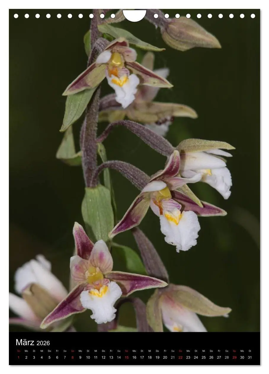 Bild: 9783516469745 | Wildwachsende Orchideen in Deutschland (Wandkalender 2026 DIN A4...