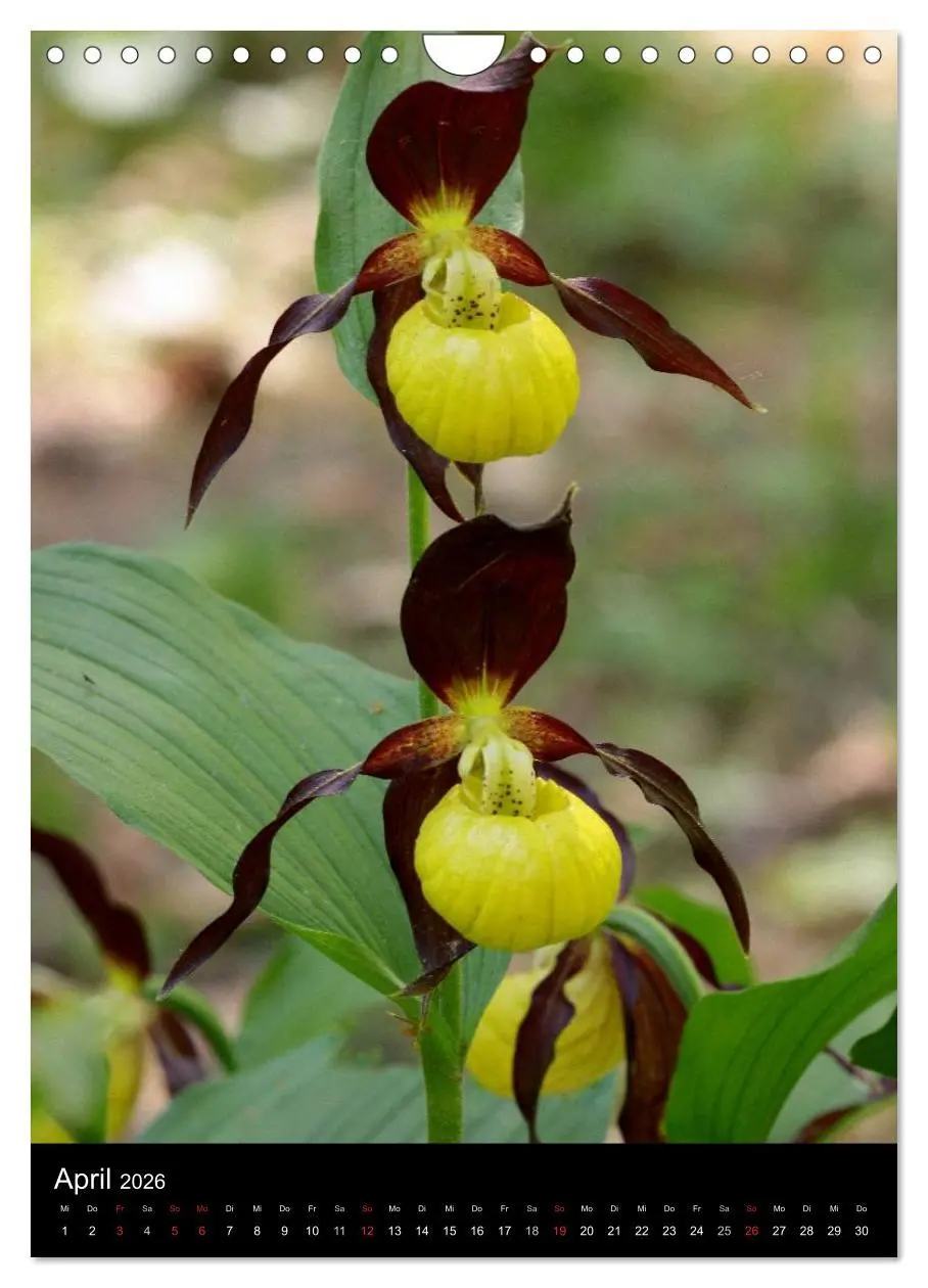 Bild: 9783516469745 | Wildwachsende Orchideen in Deutschland (Wandkalender 2026 DIN A4...