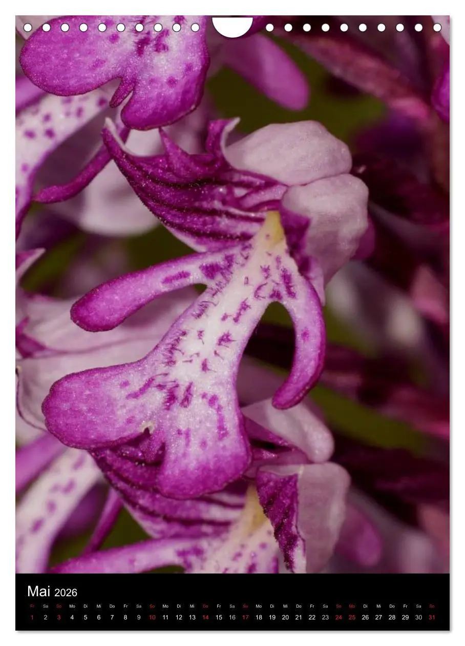 Bild: 9783516469745 | Wildwachsende Orchideen in Deutschland (Wandkalender 2026 DIN A4...