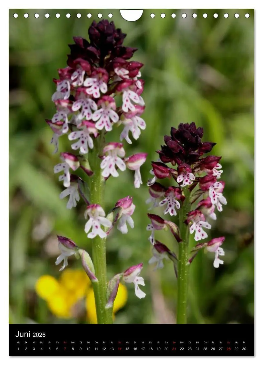 Bild: 9783516469745 | Wildwachsende Orchideen in Deutschland (Wandkalender 2026 DIN A4...