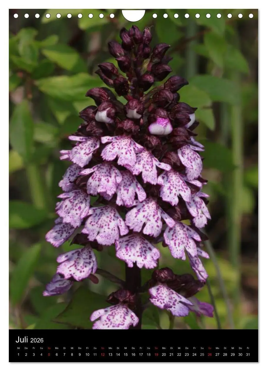 Bild: 9783516469745 | Wildwachsende Orchideen in Deutschland (Wandkalender 2026 DIN A4...