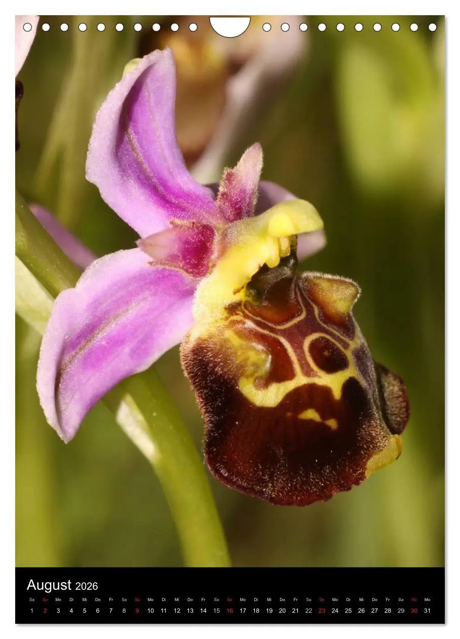 Bild: 9783516469745 | Wildwachsende Orchideen in Deutschland (Wandkalender 2026 DIN A4...