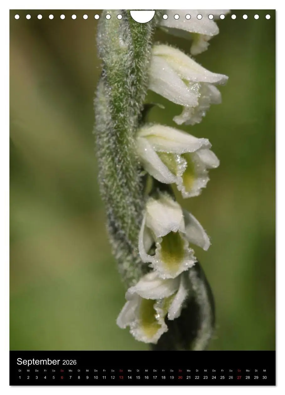 Bild: 9783516469745 | Wildwachsende Orchideen in Deutschland (Wandkalender 2026 DIN A4...