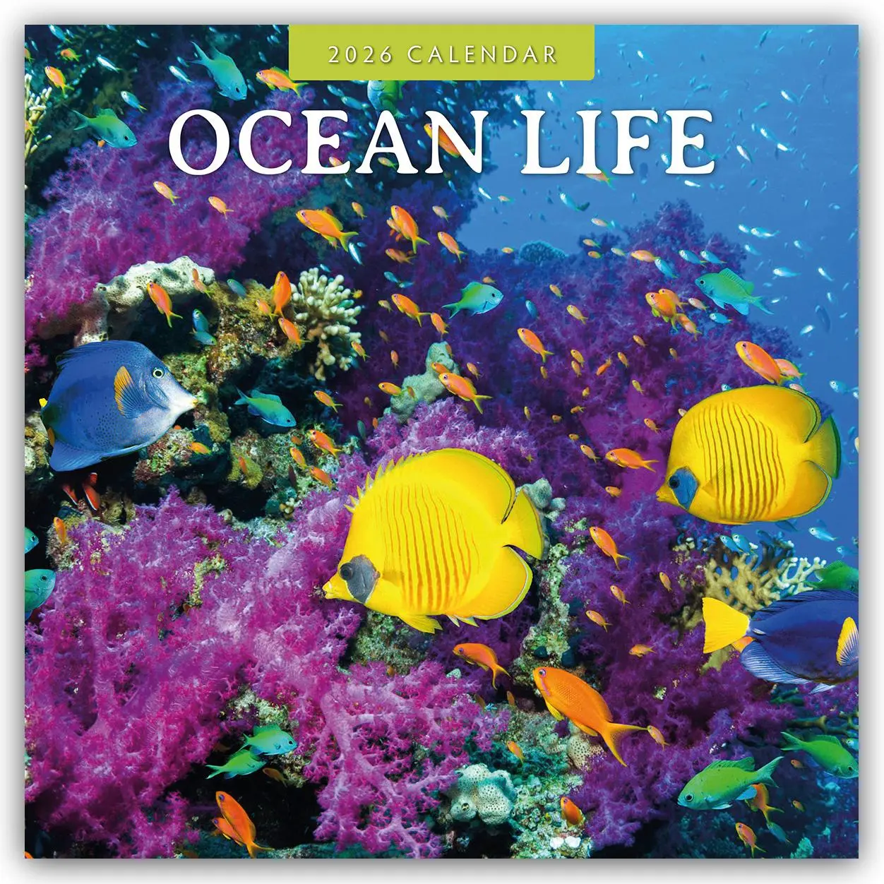 Cover: 9781804429945 | Ocean Life 2026 Square Wall Calendar | Red Robin | Taschenbuch | 13 S.