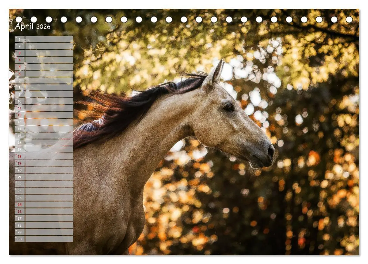 Bild: 9783457850046 | Pferde - Spiegel deiner Seele (Tischkalender 2026 DIN A5 quer),...