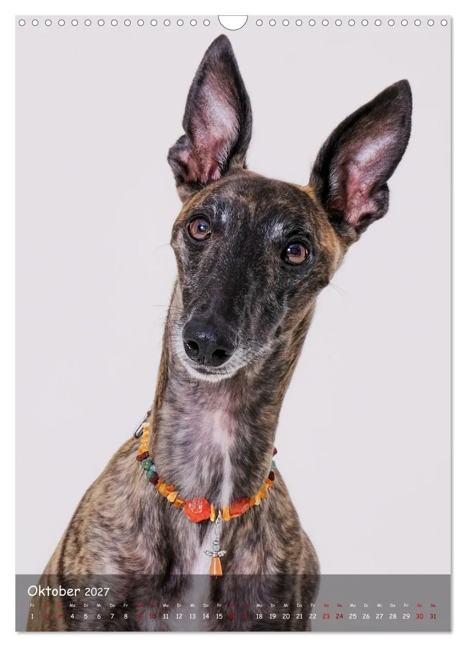 Bild: 9783569270046 | Whippets im Portrait (Wandkalender 2027 DIN A3 hoch), CALVENDO...