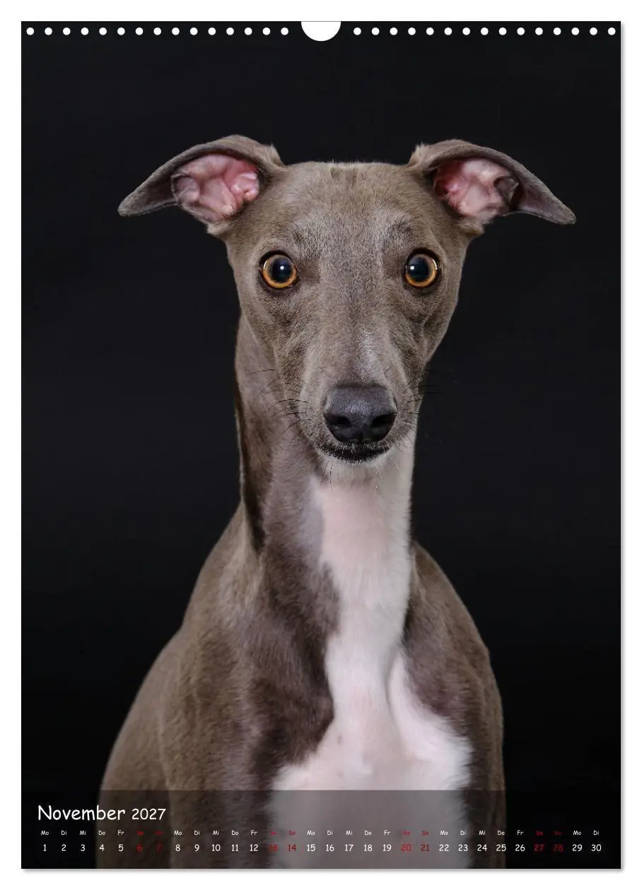 Bild: 9783569270046 | Whippets im Portrait (Wandkalender 2027 DIN A3 hoch), CALVENDO...