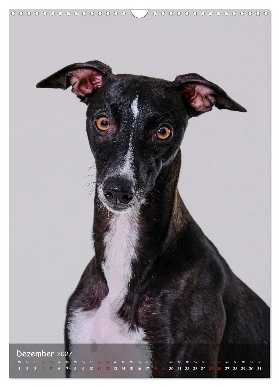 Bild: 9783569270046 | Whippets im Portrait (Wandkalender 2027 DIN A3 hoch), CALVENDO...