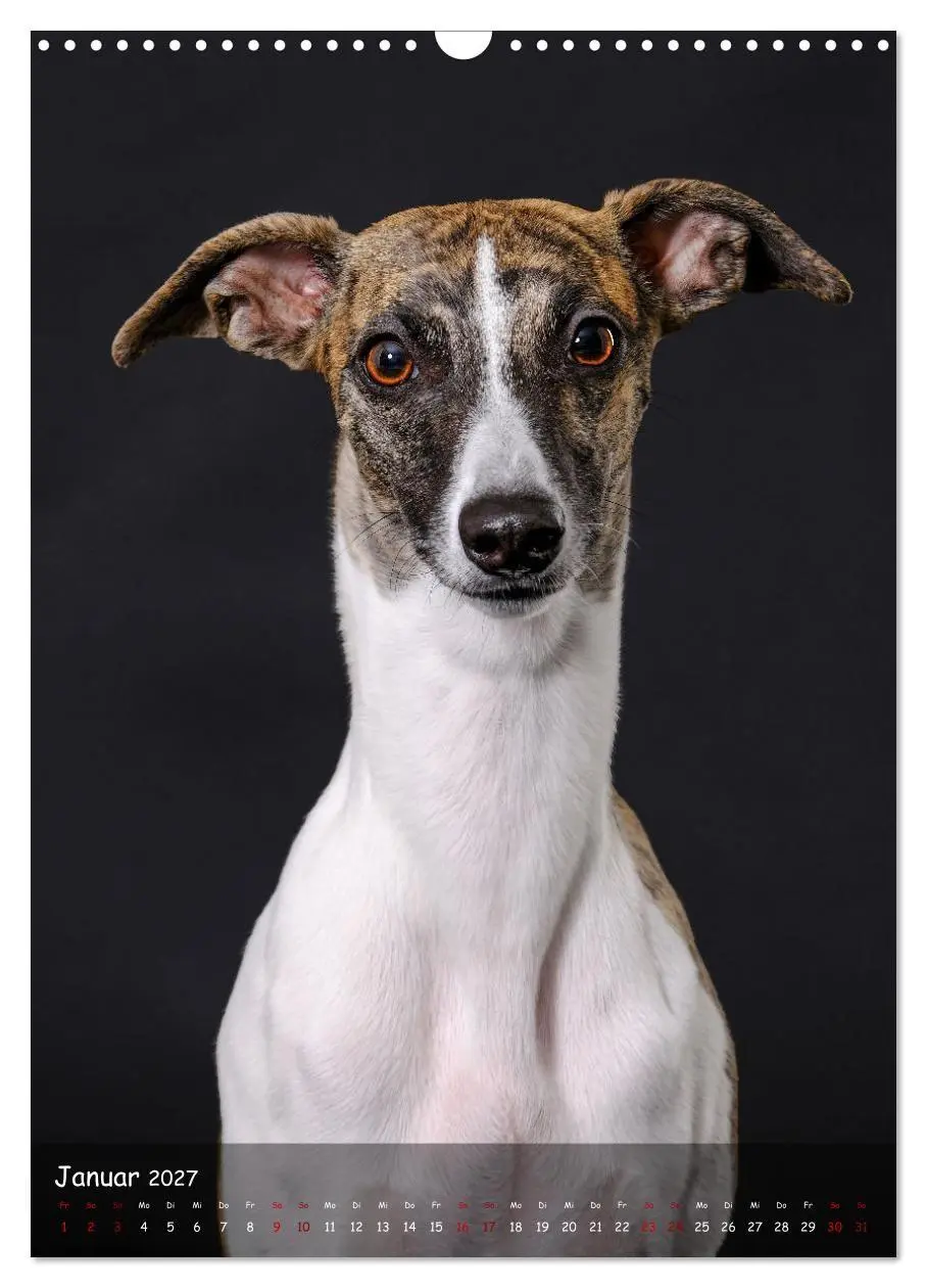 Bild: 9783569270046 | Whippets im Portrait (Wandkalender 2027 DIN A3 hoch), CALVENDO...