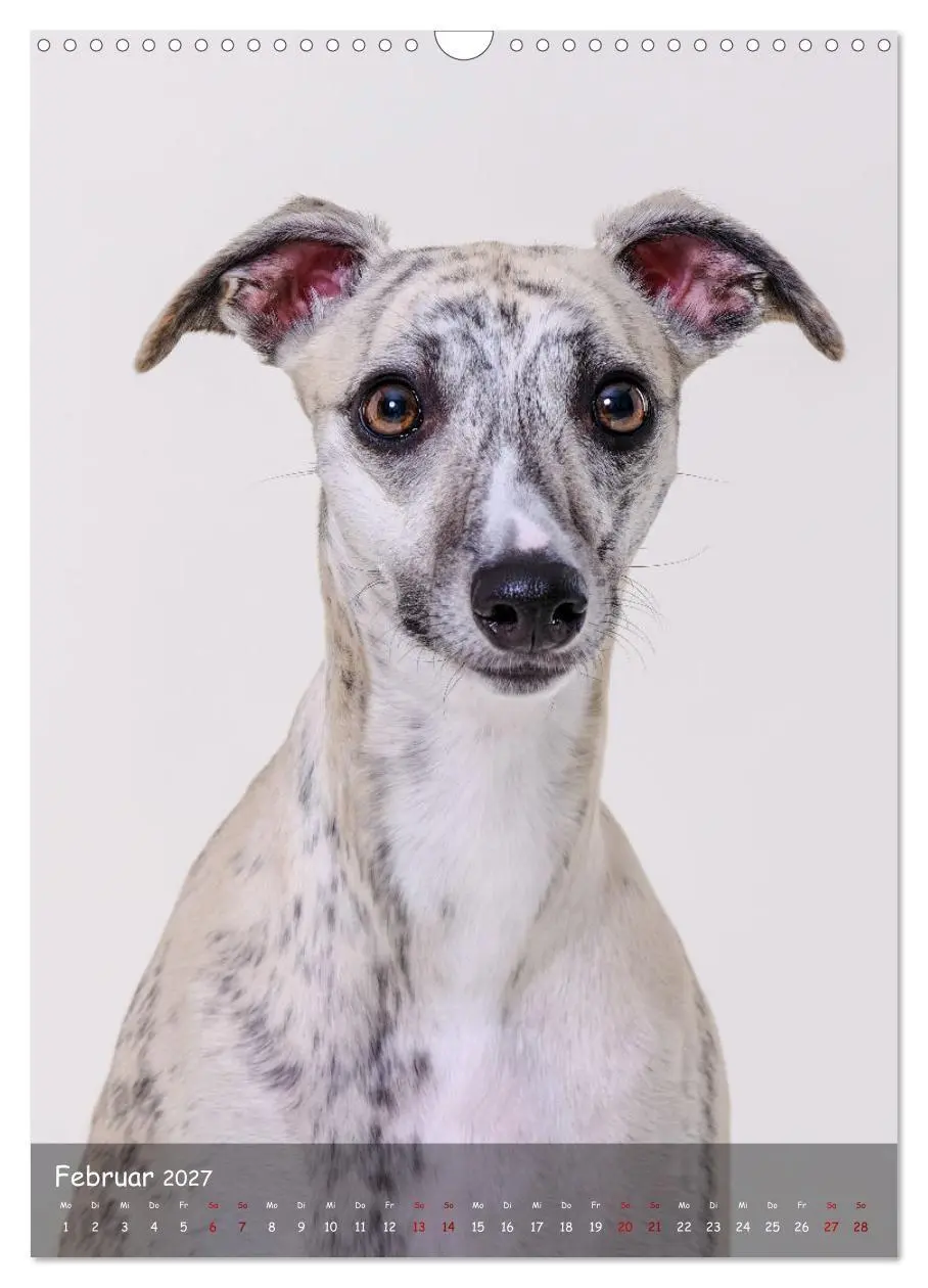 Bild: 9783569270046 | Whippets im Portrait (Wandkalender 2027 DIN A3 hoch), CALVENDO...