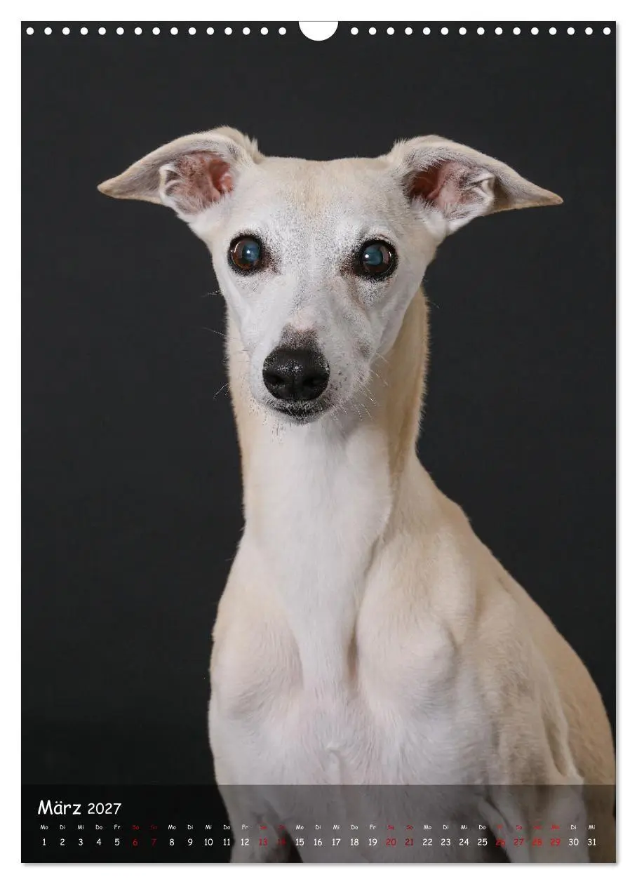 Bild: 9783569270046 | Whippets im Portrait (Wandkalender 2027 DIN A3 hoch), CALVENDO...