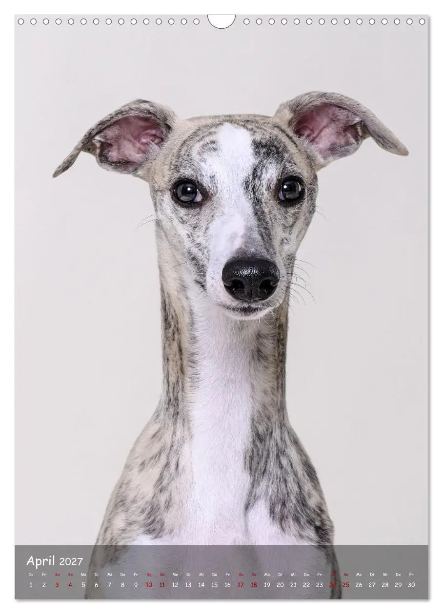 Bild: 9783569270046 | Whippets im Portrait (Wandkalender 2027 DIN A3 hoch), CALVENDO...