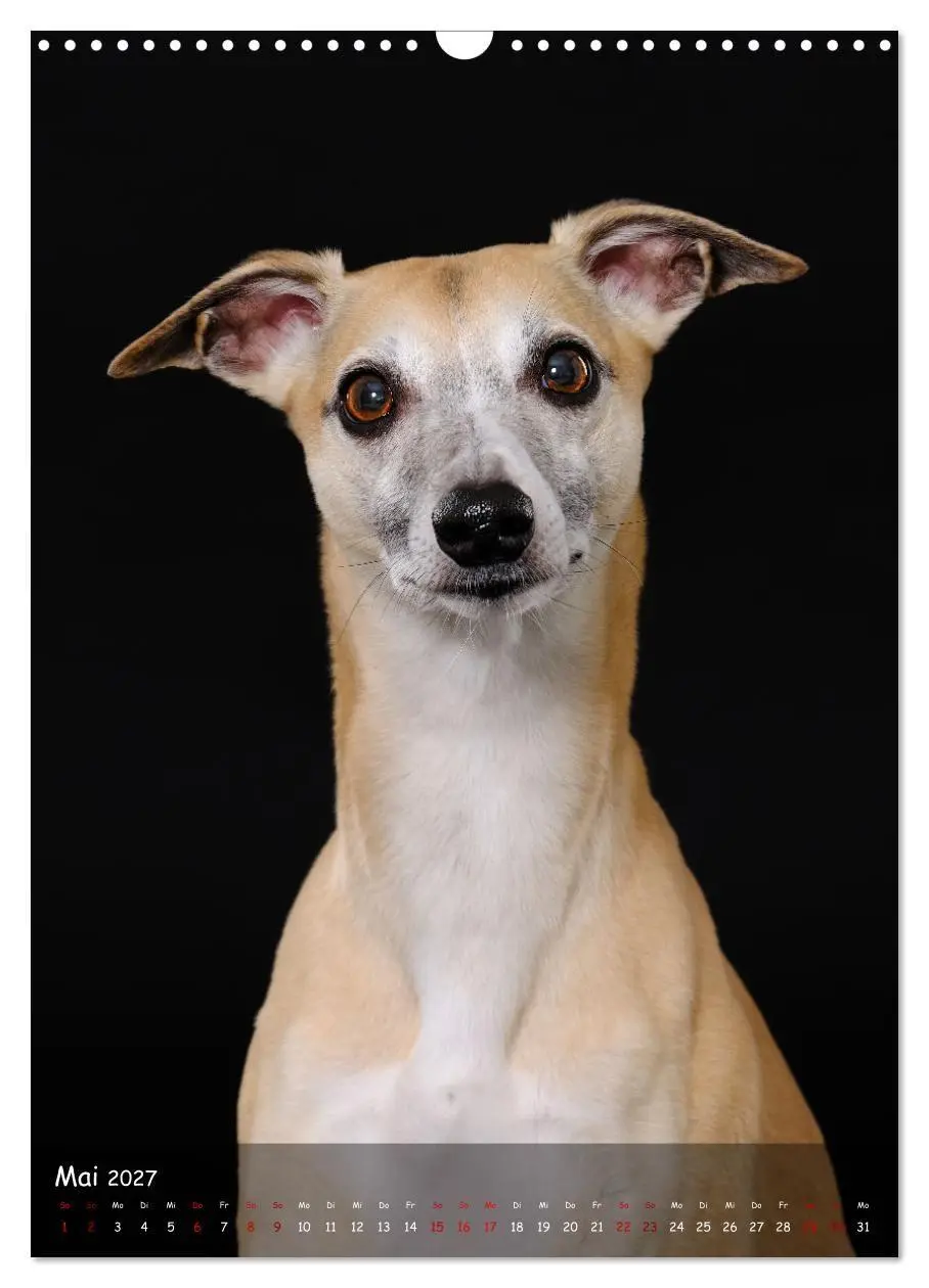 Bild: 9783569270046 | Whippets im Portrait (Wandkalender 2027 DIN A3 hoch), CALVENDO...