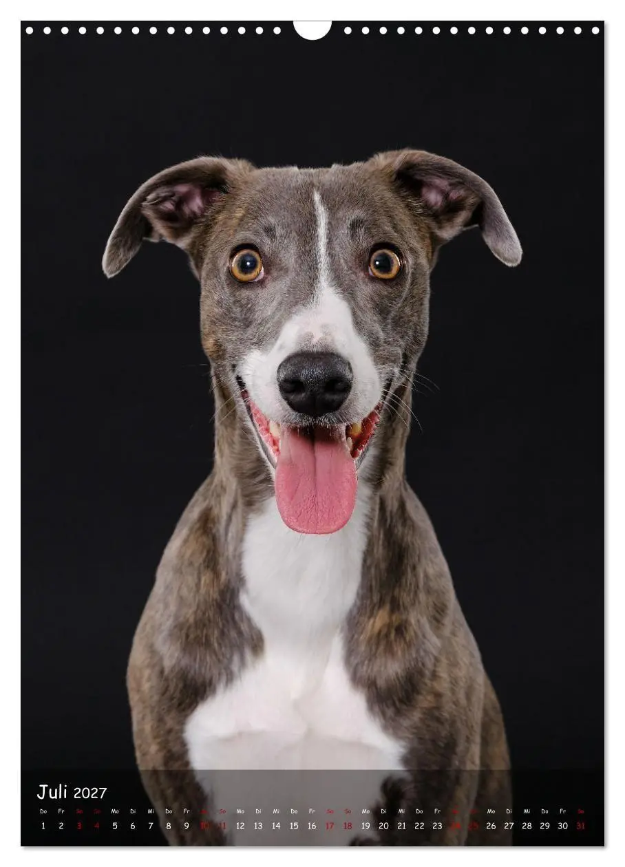 Bild: 9783569270046 | Whippets im Portrait (Wandkalender 2027 DIN A3 hoch), CALVENDO...