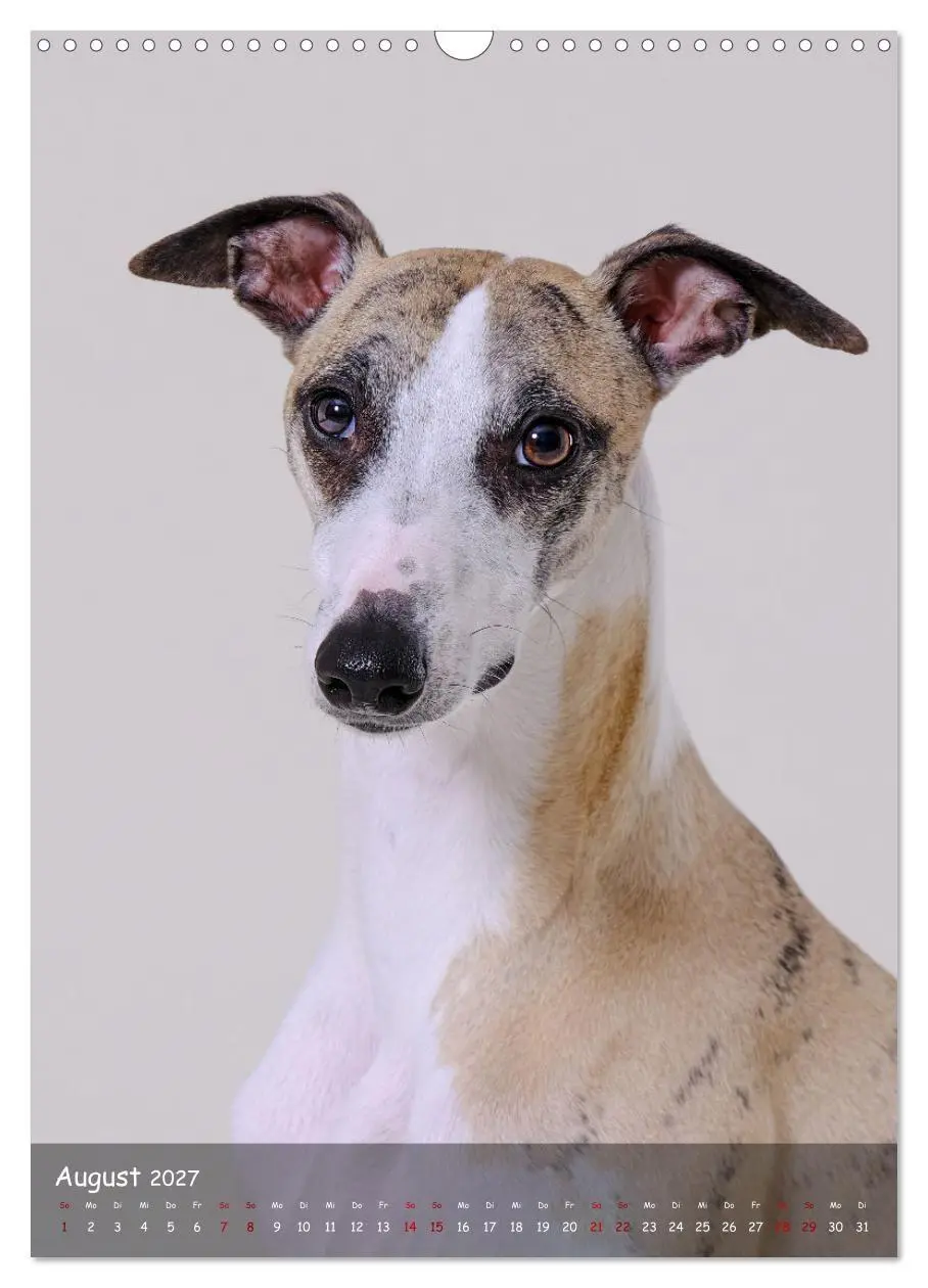Bild: 9783569270046 | Whippets im Portrait (Wandkalender 2027 DIN A3 hoch), CALVENDO...