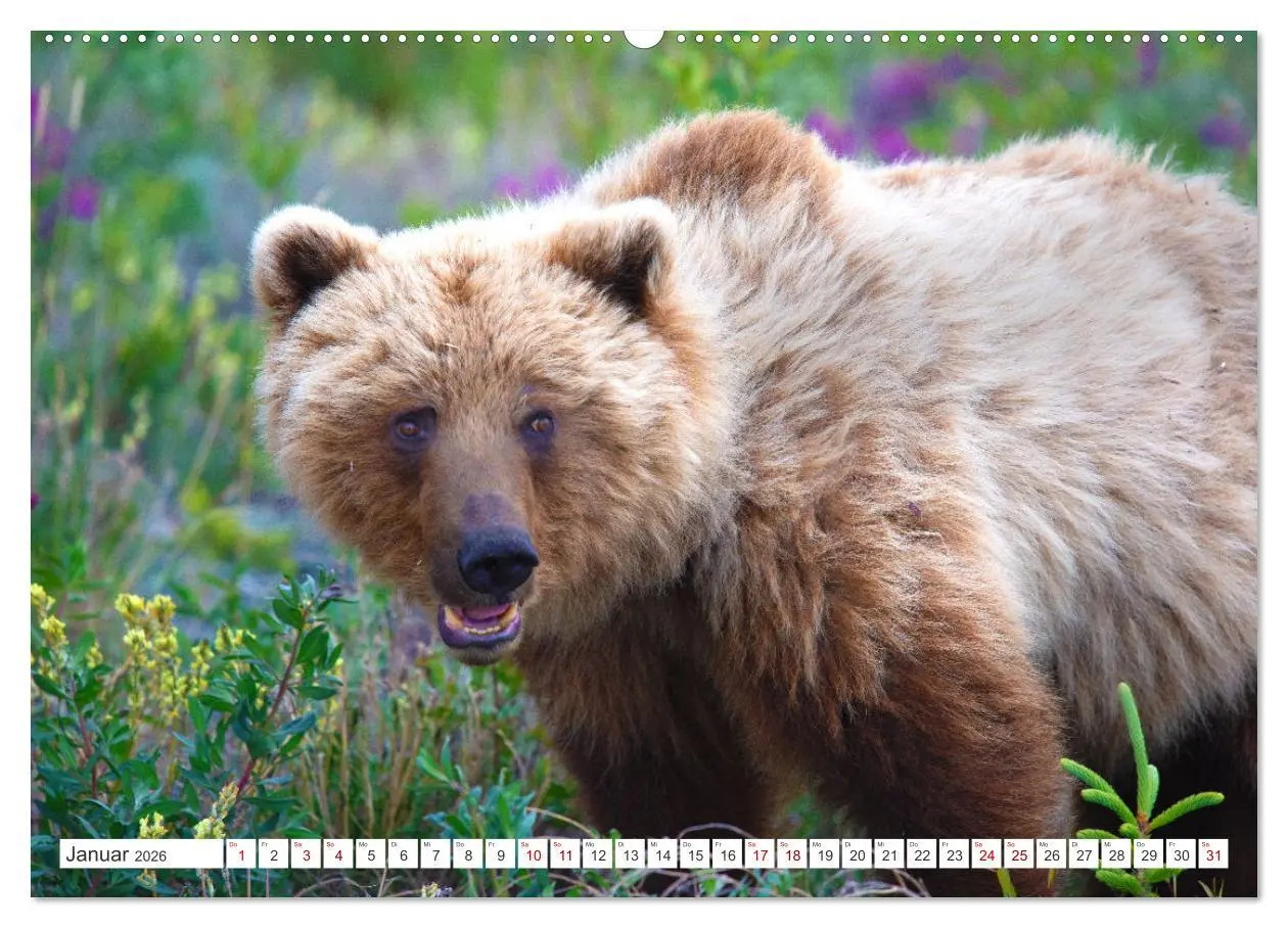 Bild: 9783457510346 | KANADA - Die Bären der Rocky Mountains (hochwertiger Premium...