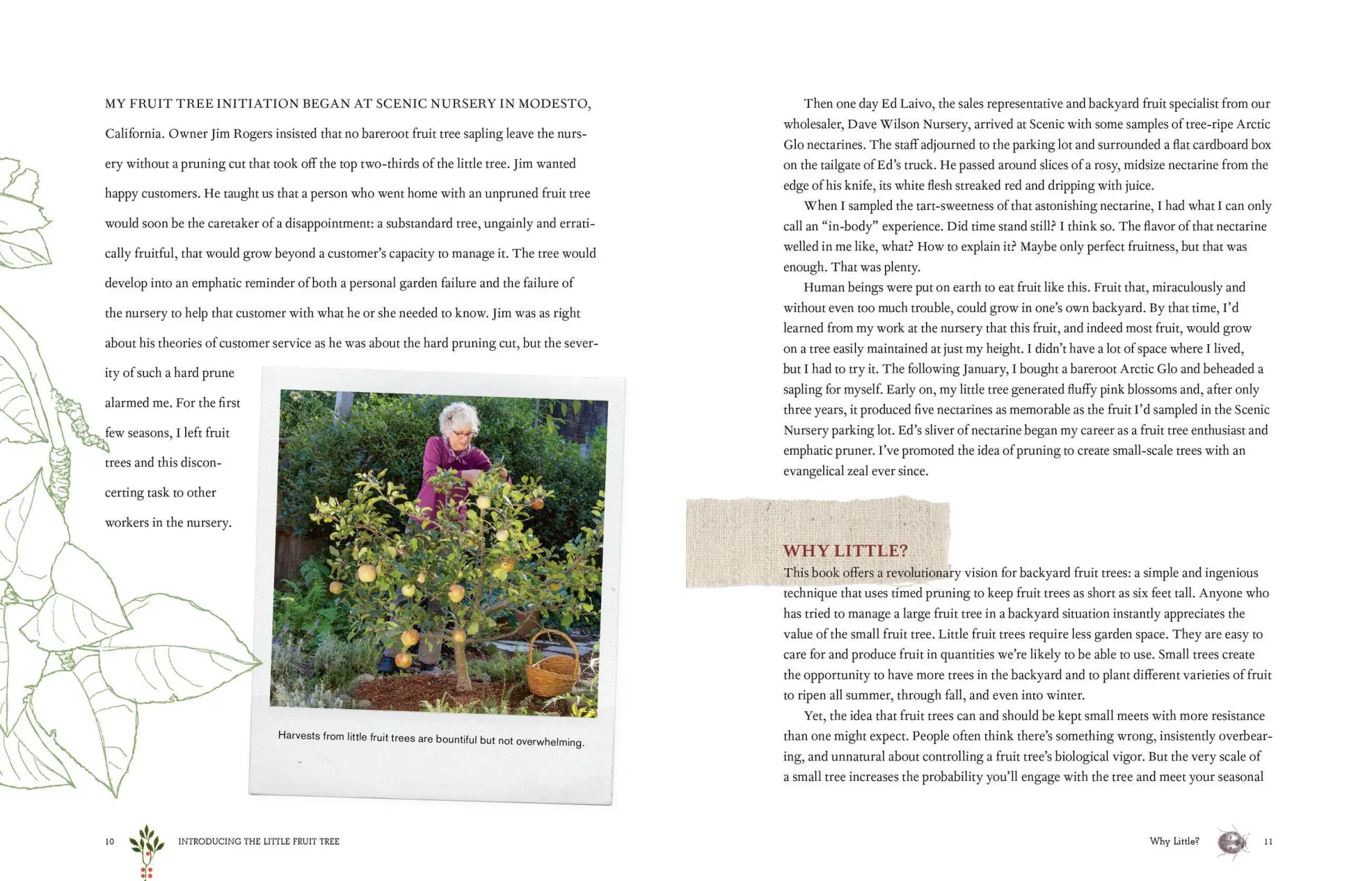 Bild: 9781612120546 | Grow a Little Fruit Tree | Ann Ralph | Taschenbuch | Englisch | 2014